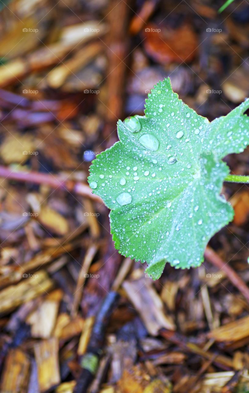 water drop