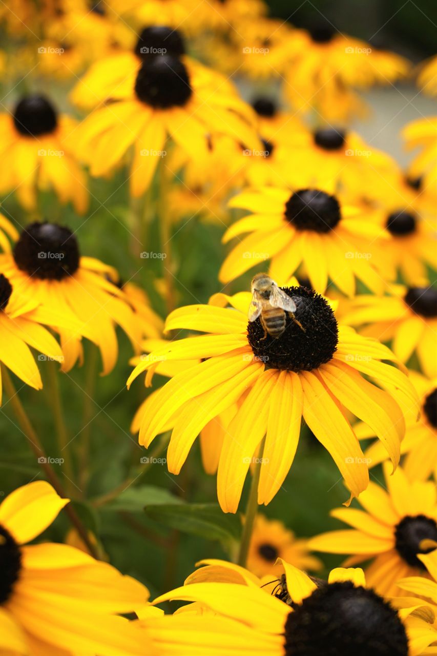 Bee Happy.