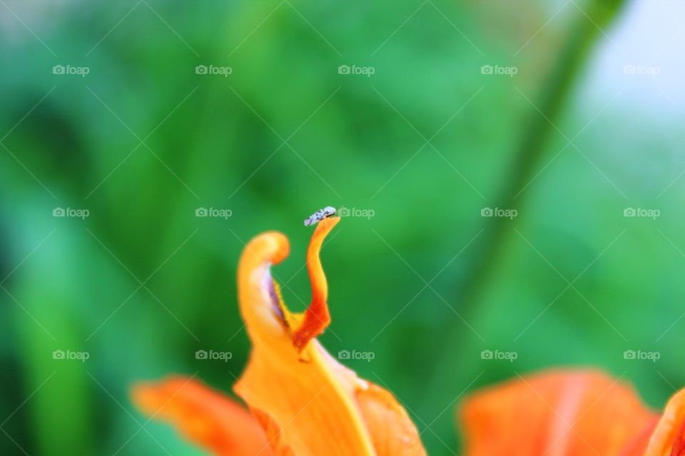 Tiny bug on lily