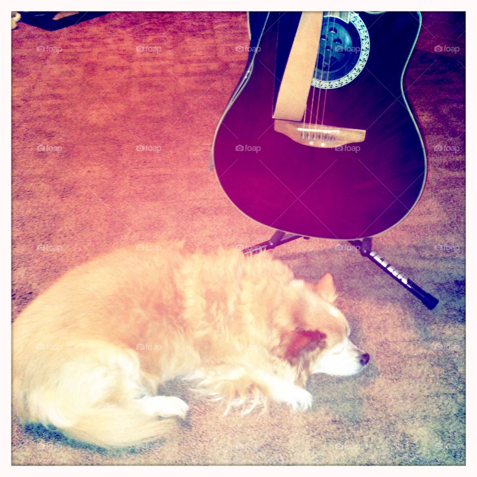 My favorite guitar and dog. Ruby the guitar and Cory the dog