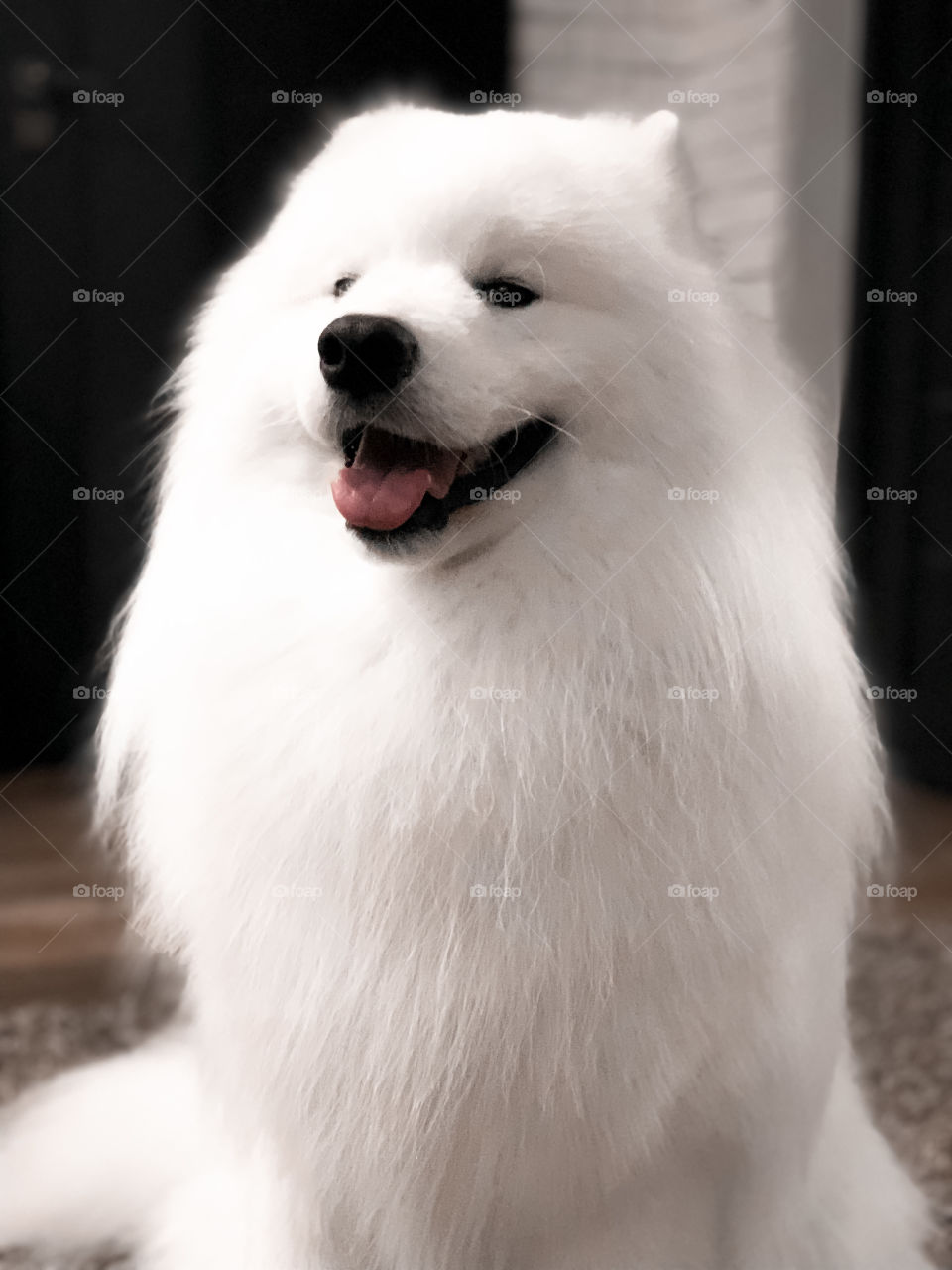 Who’s a good boy? This little white fluffy dog is always a good dog.