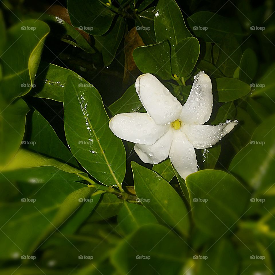 Hawai'ian Nanu (Gardenia Brighamii)
