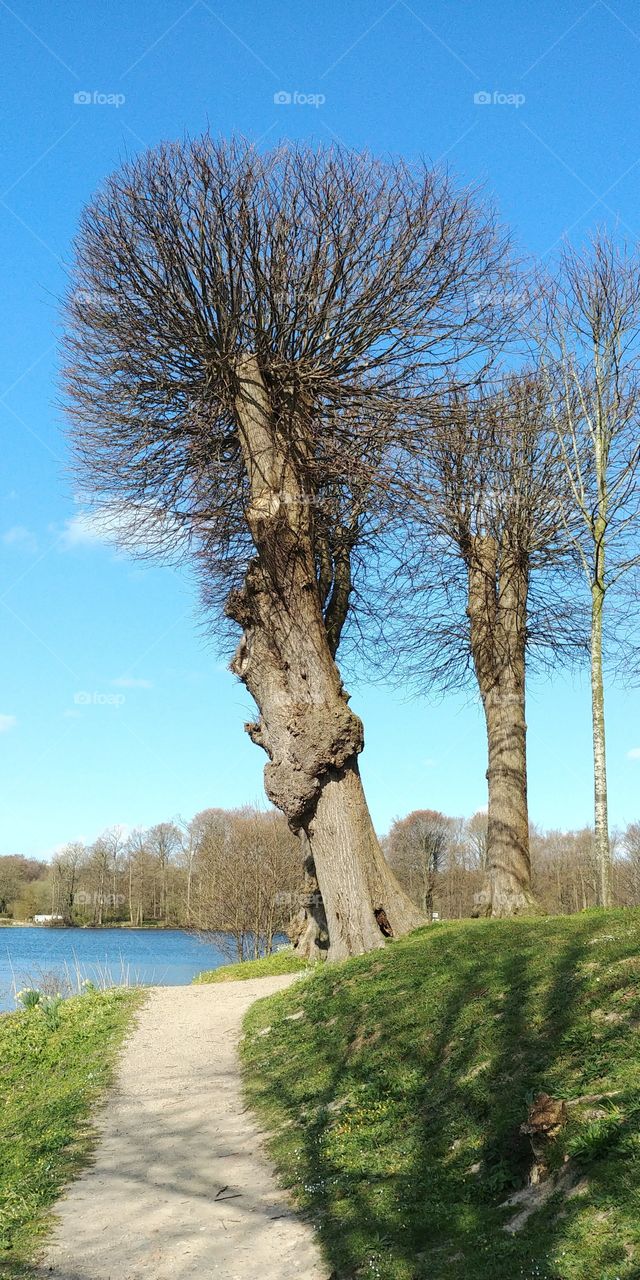 baum weg park see schönes wetter blauer Himmel frühling