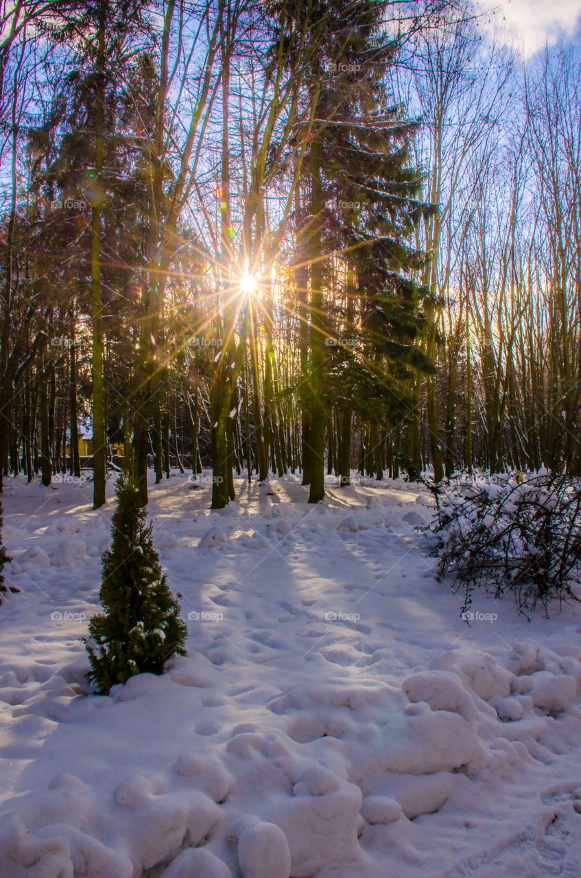 winter landscape