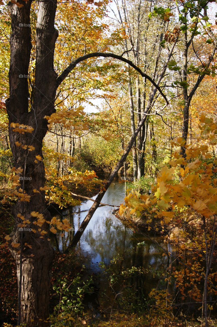 Autumn trees reflected in pond