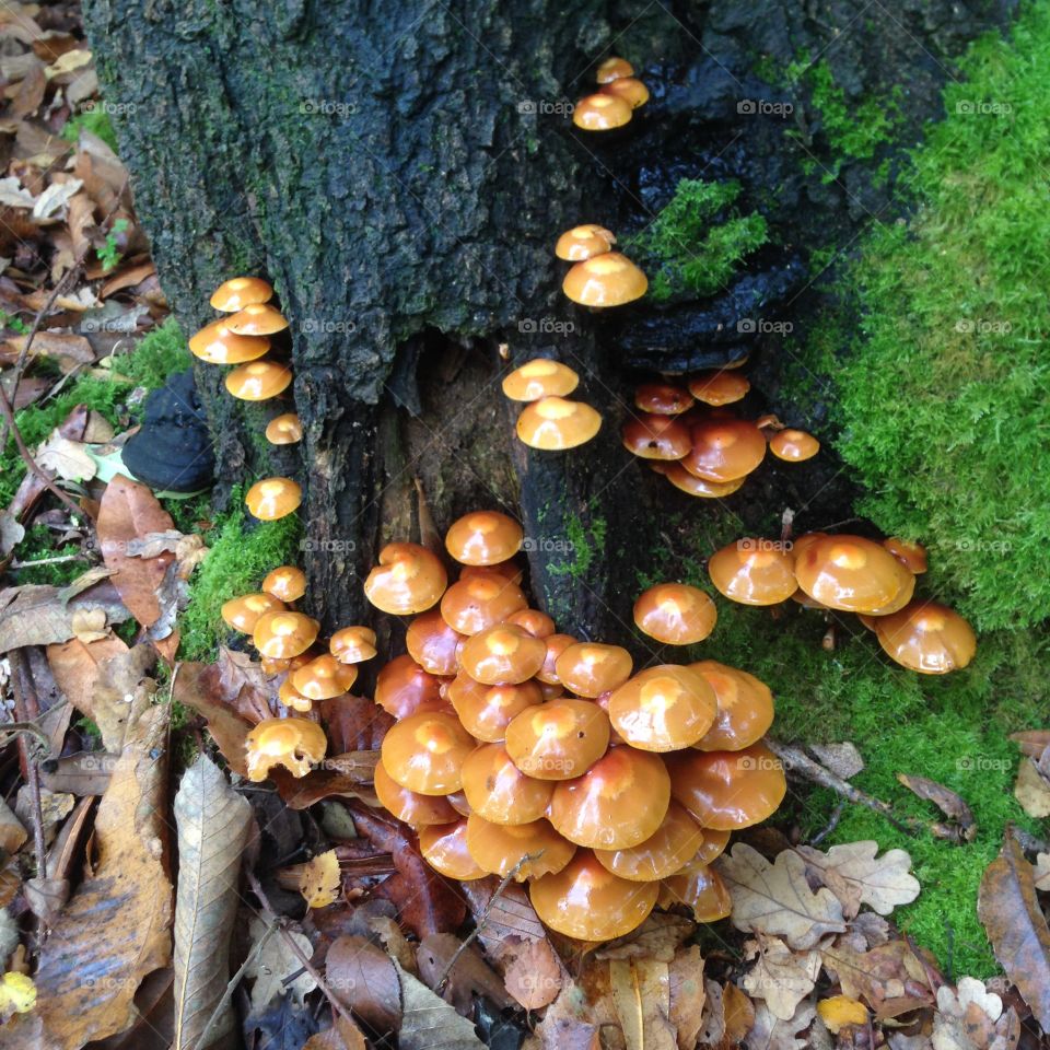 Fungi. Walking in Bracknell Forest found this