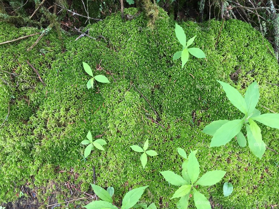 Moss on Mount Mansfield