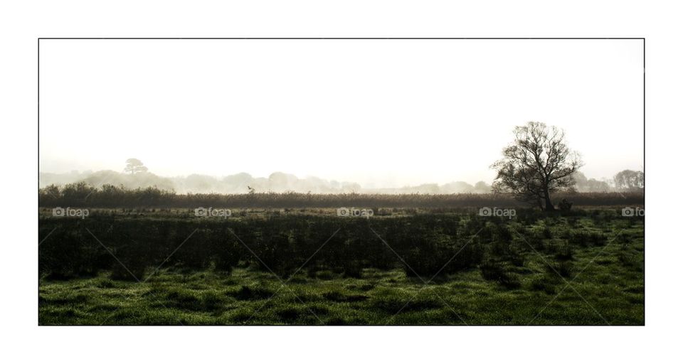 Landscape in the mist