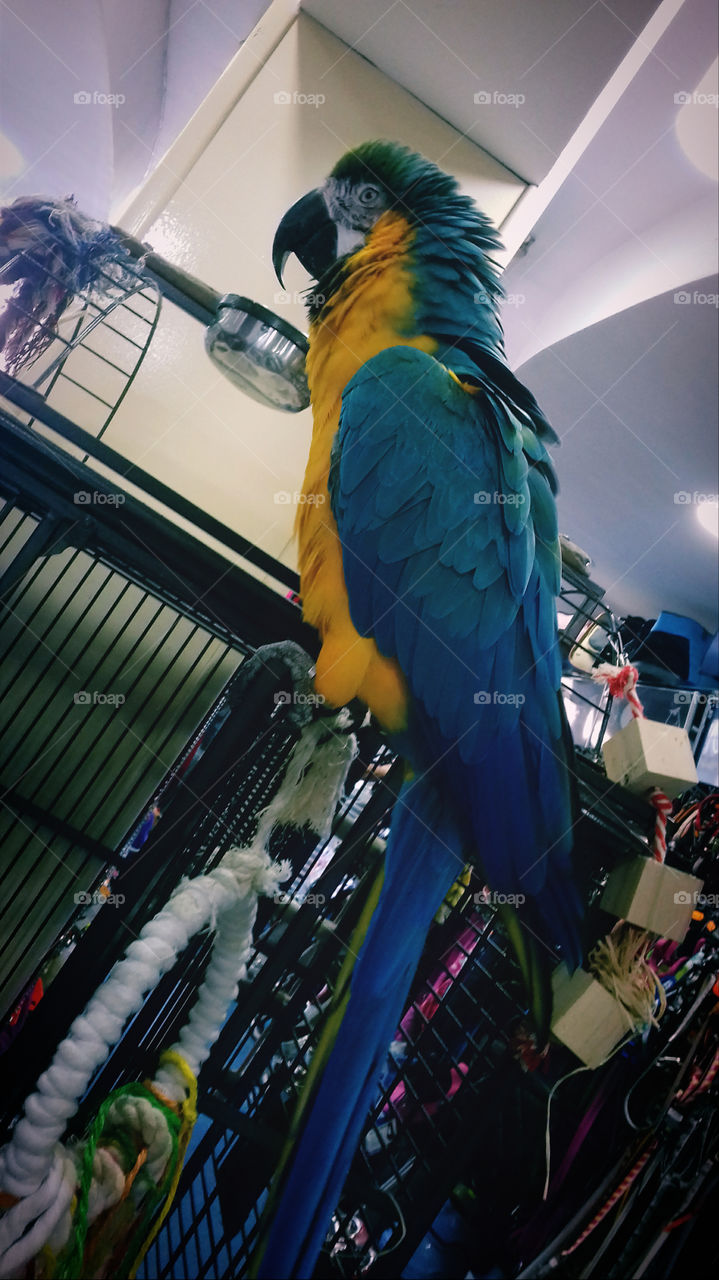 Perry the Parrot