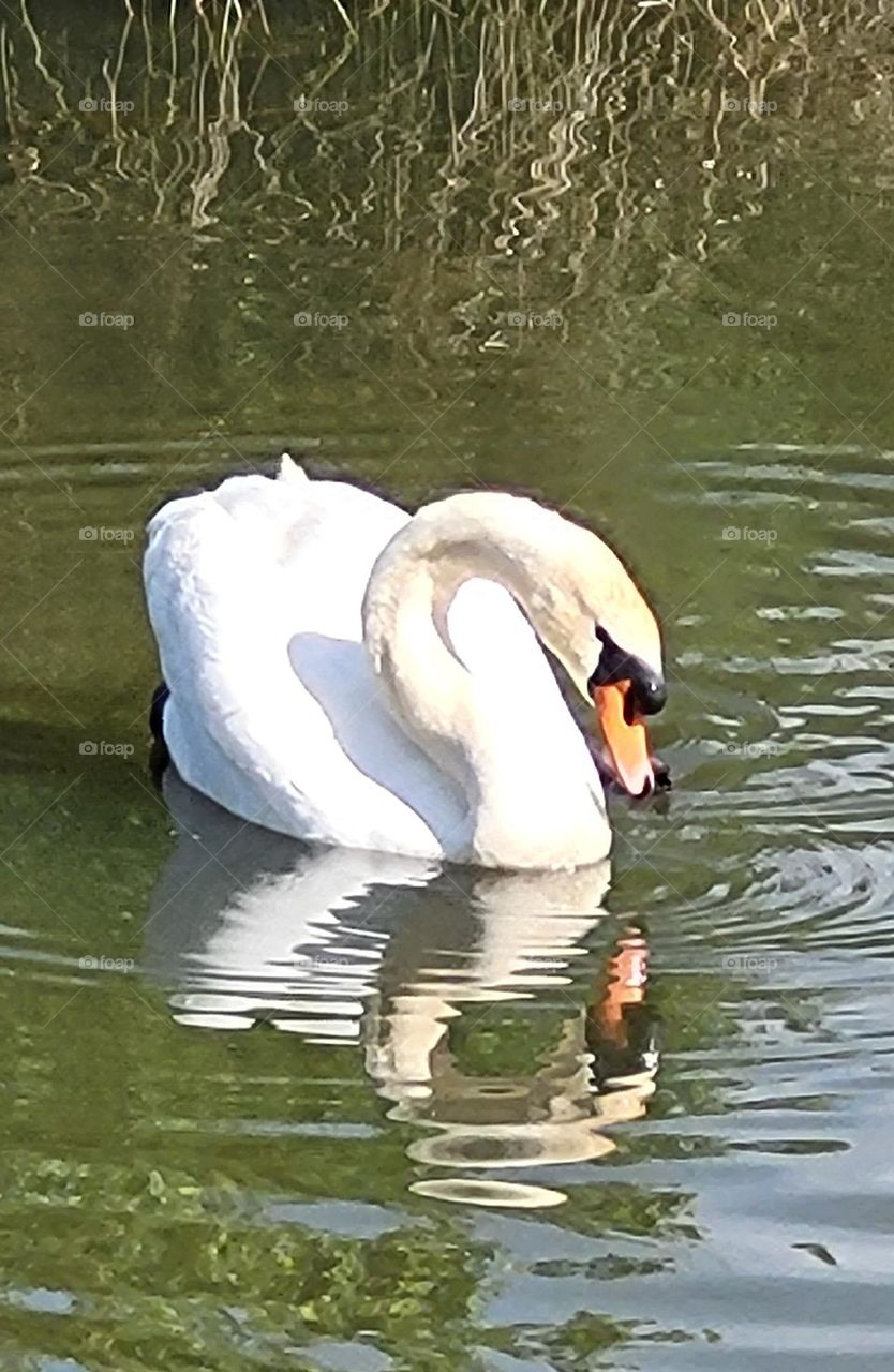 Swan on St Julien Golf course