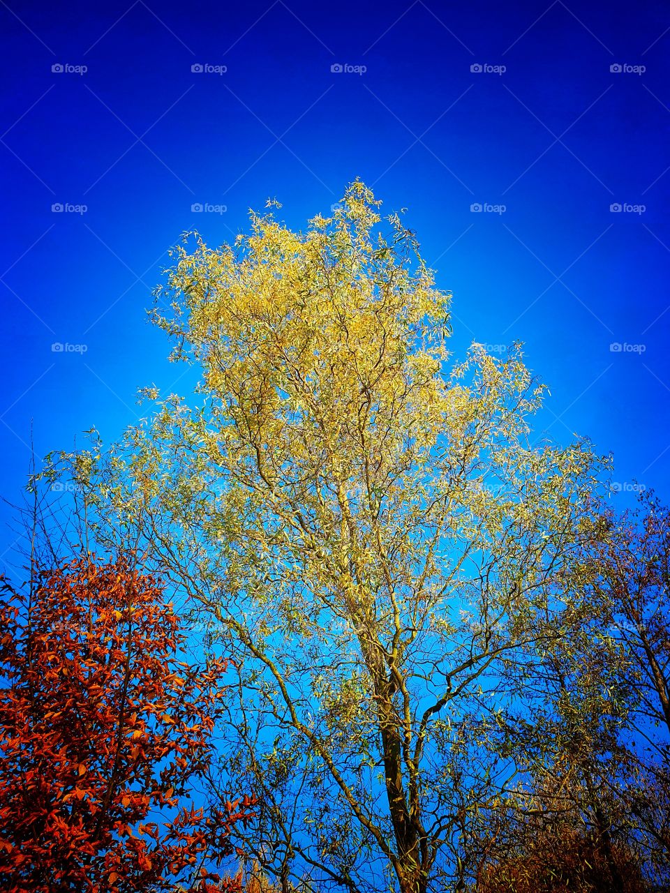 yellow tree against blue sky