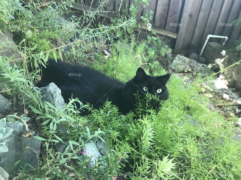 Black cat in garden foliage 