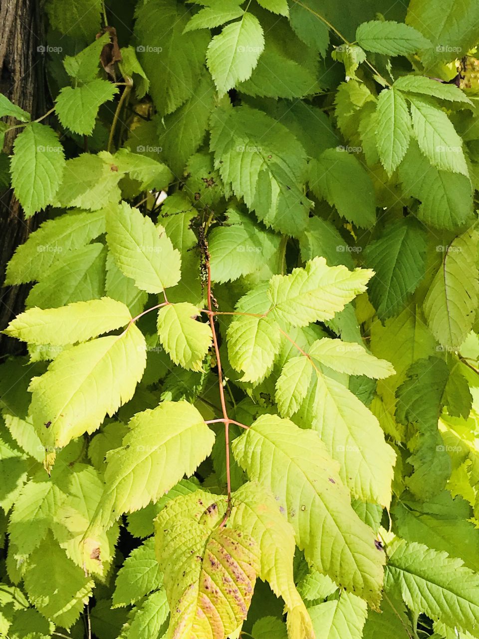 Pale green leaves 