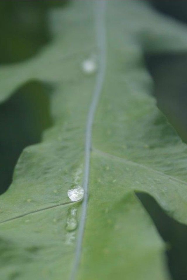 Leaf