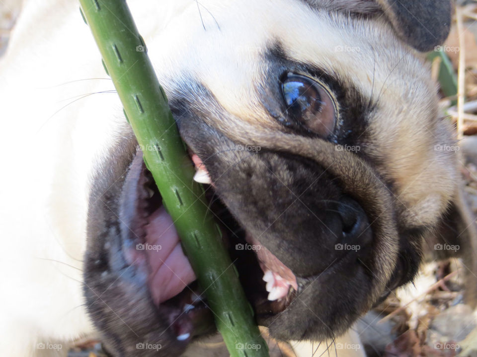 Puppy Teeth