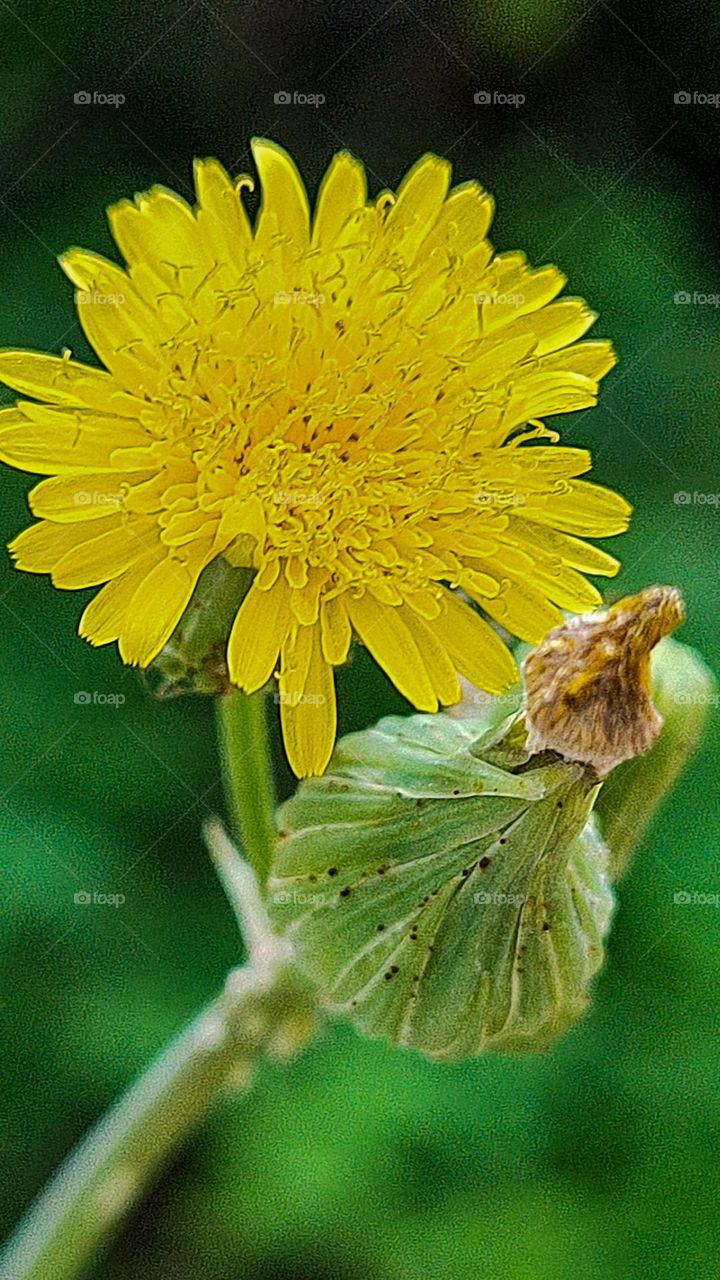 Plant: Milkweed. Found almost all over the world, it is edible and rich in vitamins A, D and E.