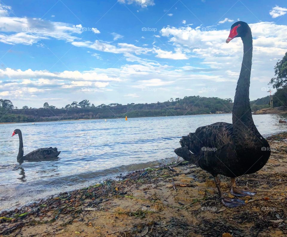 Black swans at the lake