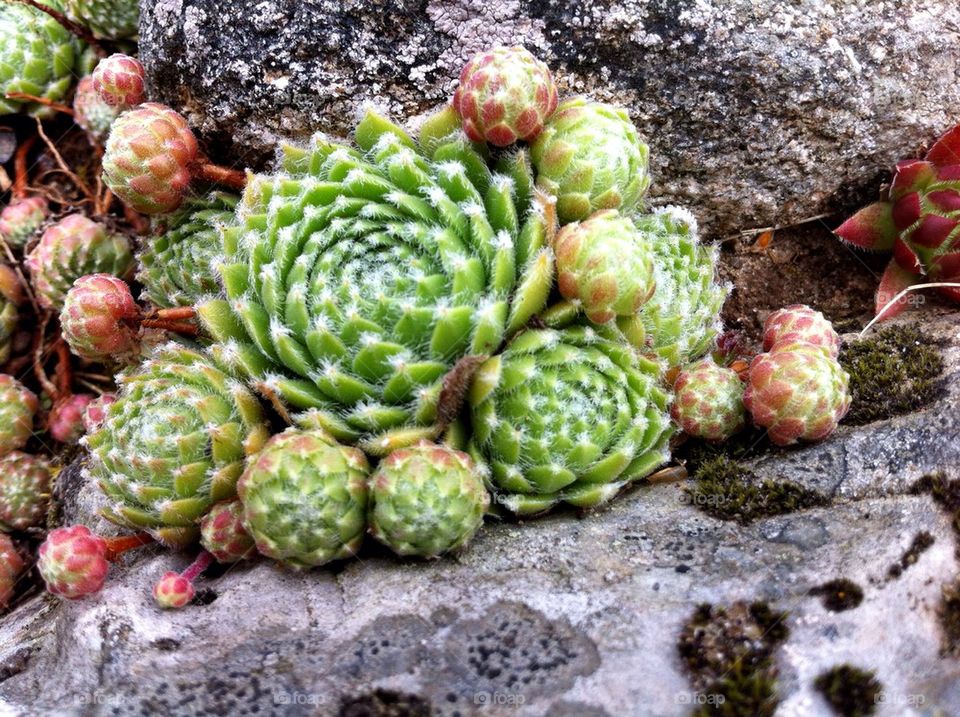 Stonecrop plants in rock garden.