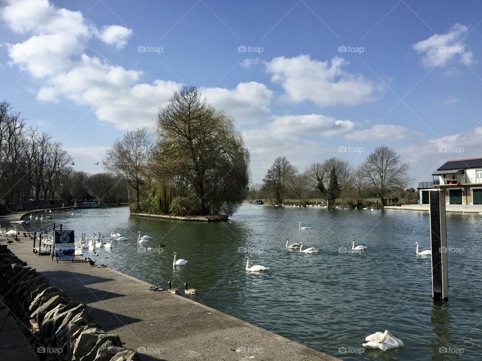 Swans in a lake 