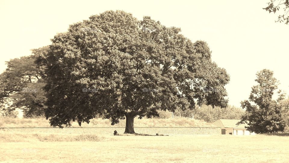 Sepia tree
