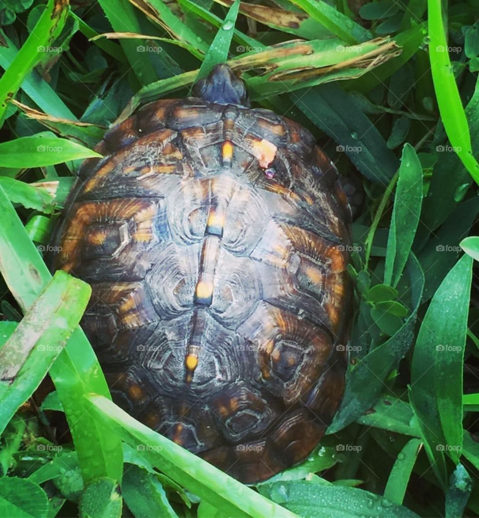 Turtle in the green grass 