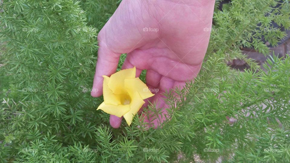 Beautiful yellow flower in my hand