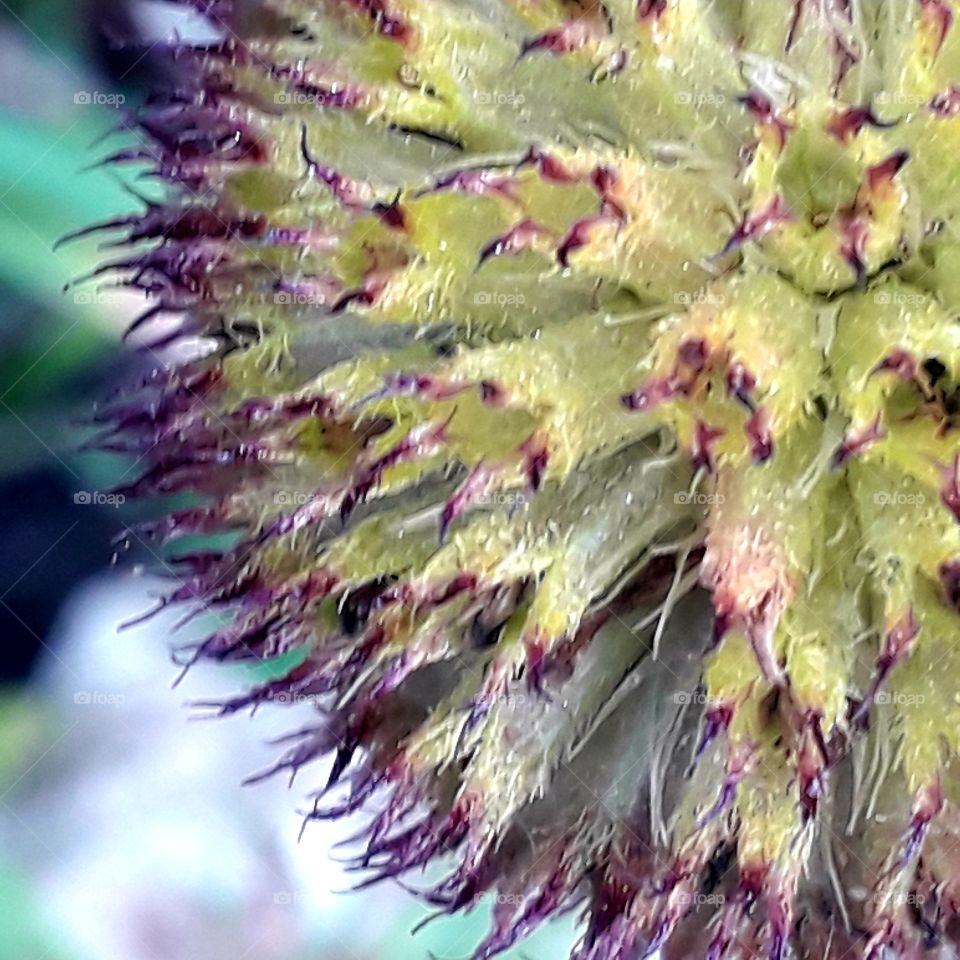 close-up  of head of gailardia flower