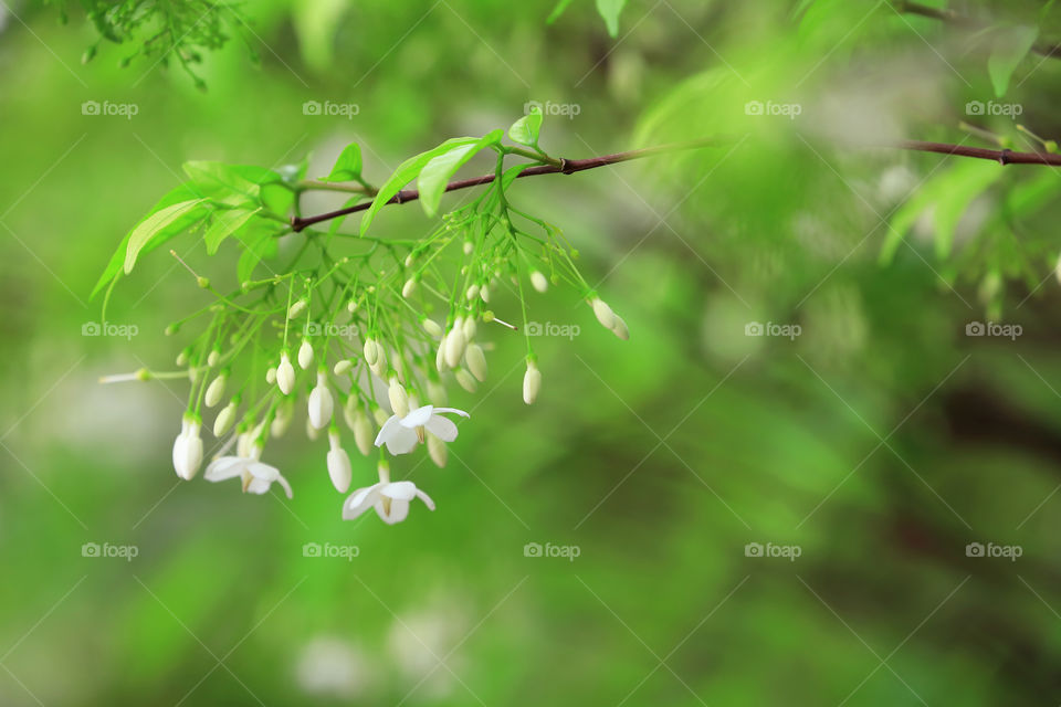 Wrightia religiosa benth, white flowers are fragrant. Green color background.