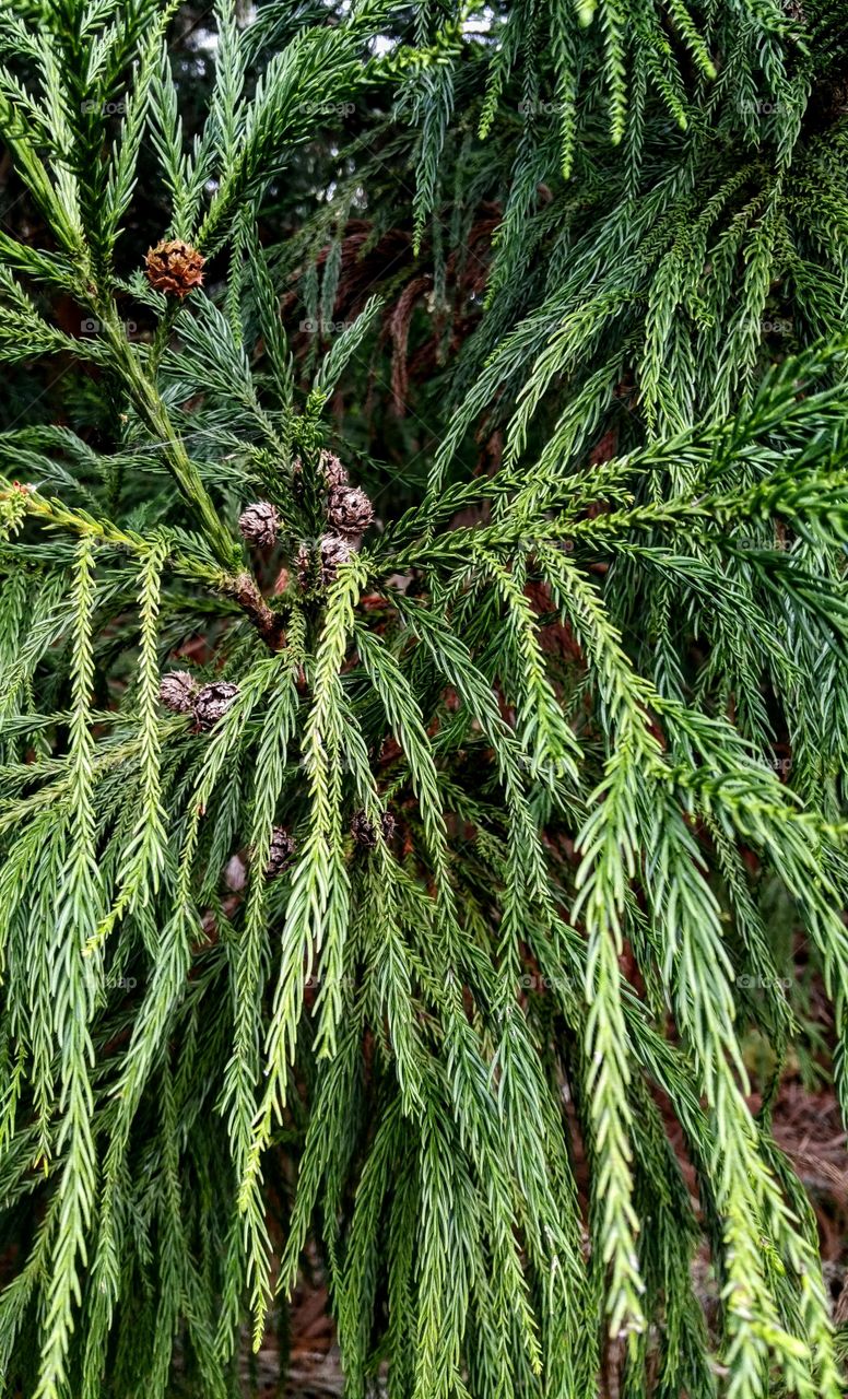 evergreen closeup