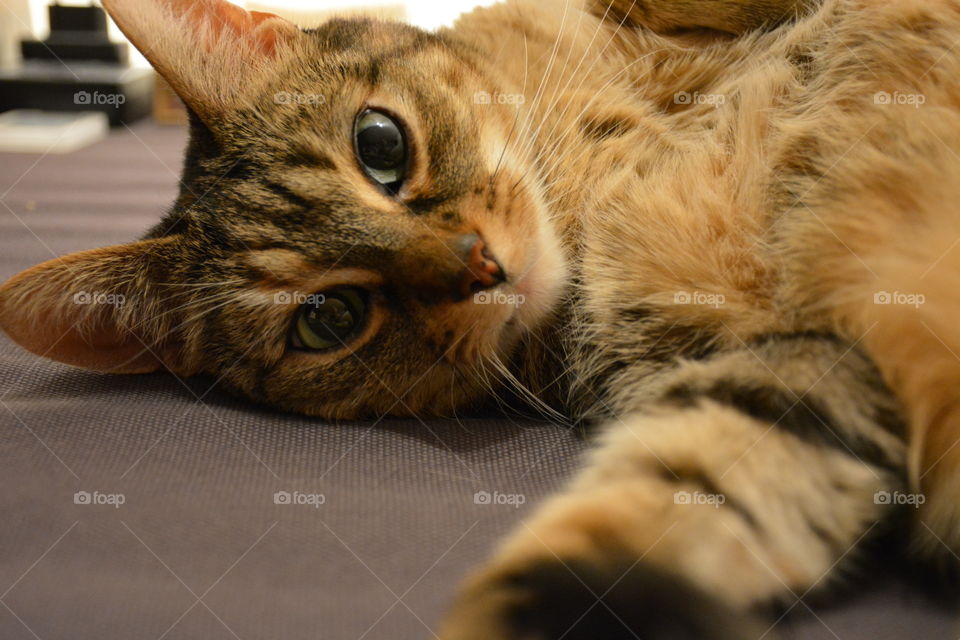 Cat lying down on side 