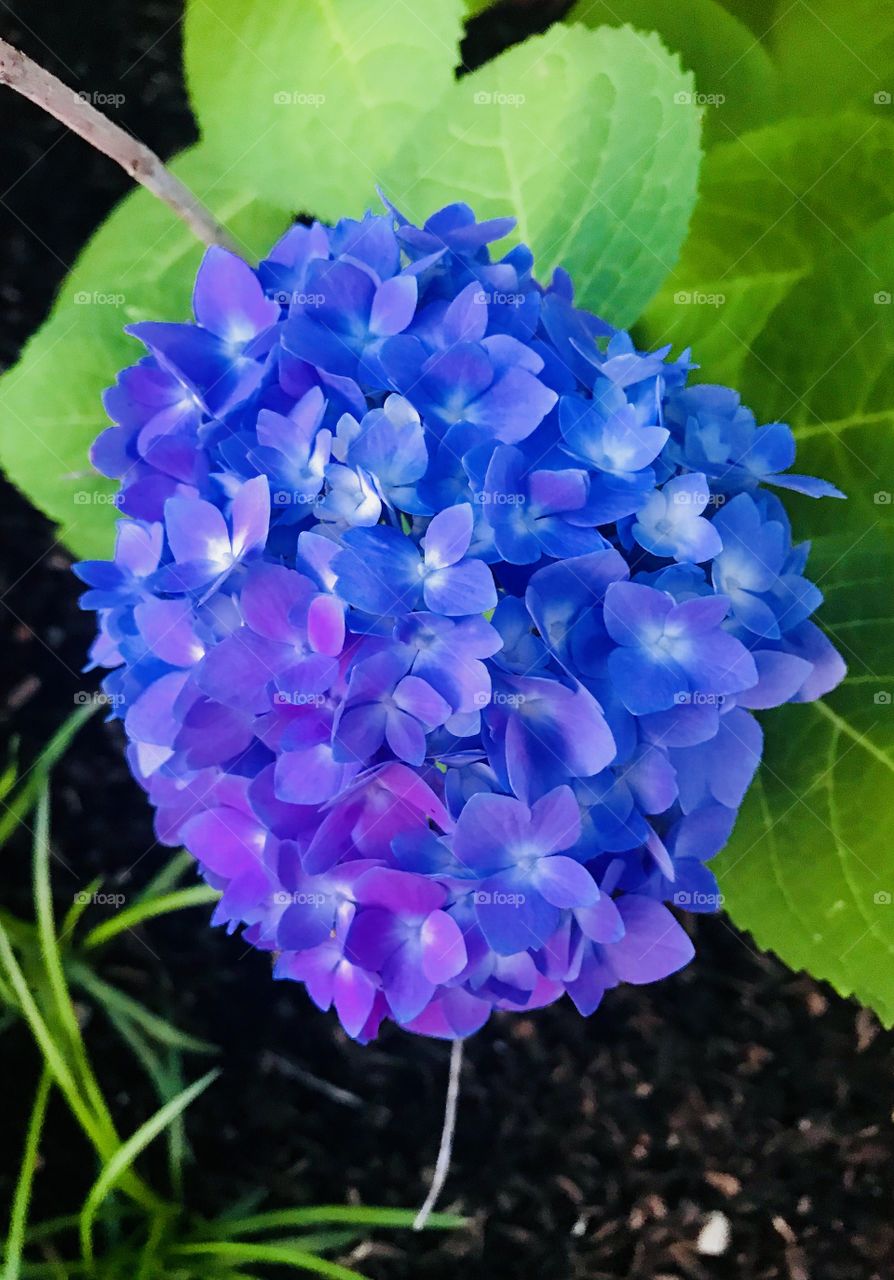 Purple and Blue Hydrangea 
