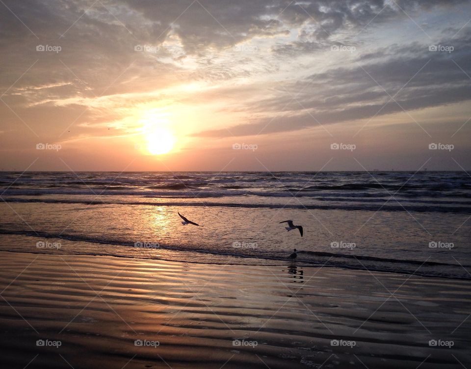 Gulls flying low on the beach as the sun rises