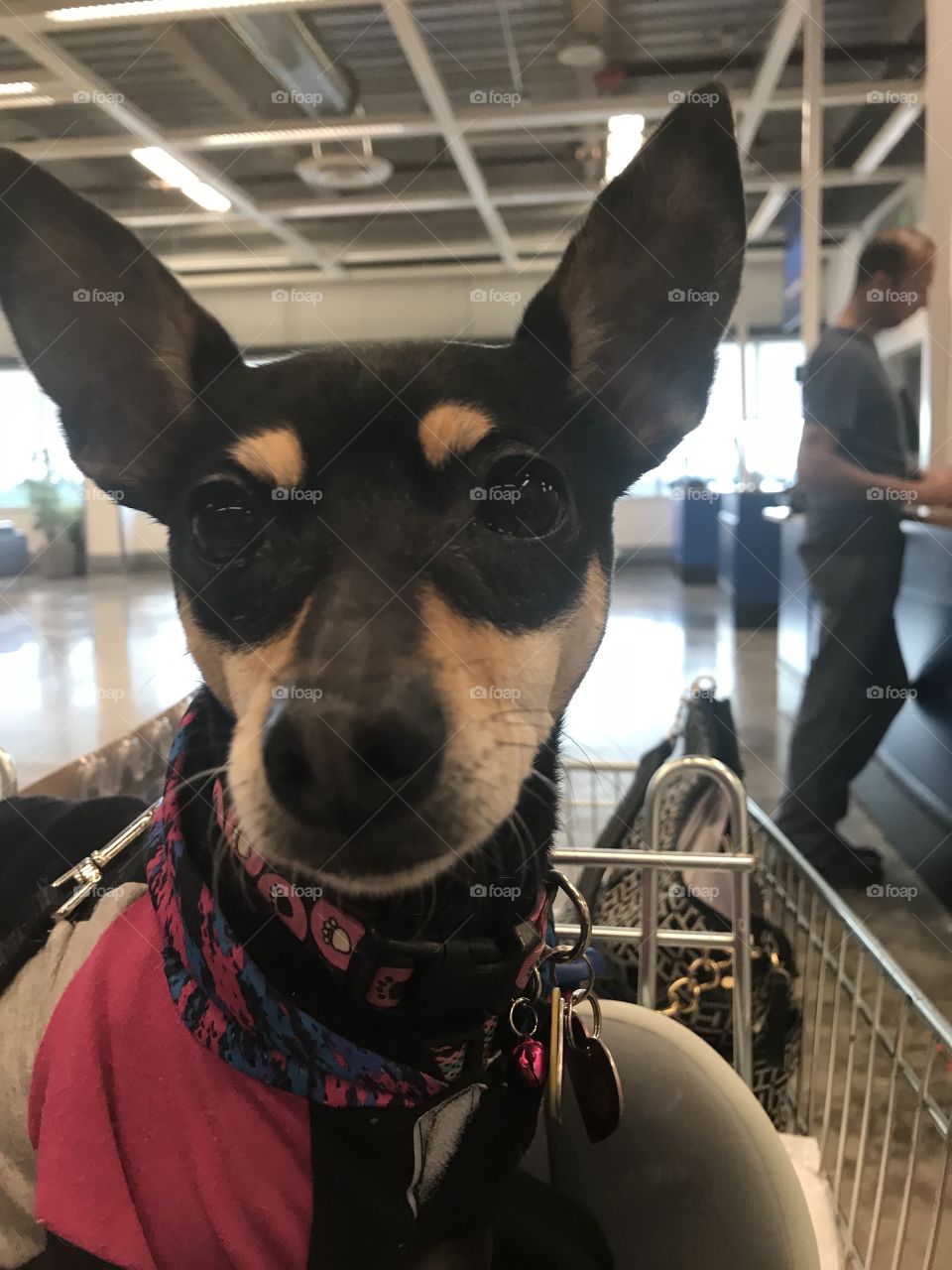 Shopping with service dog