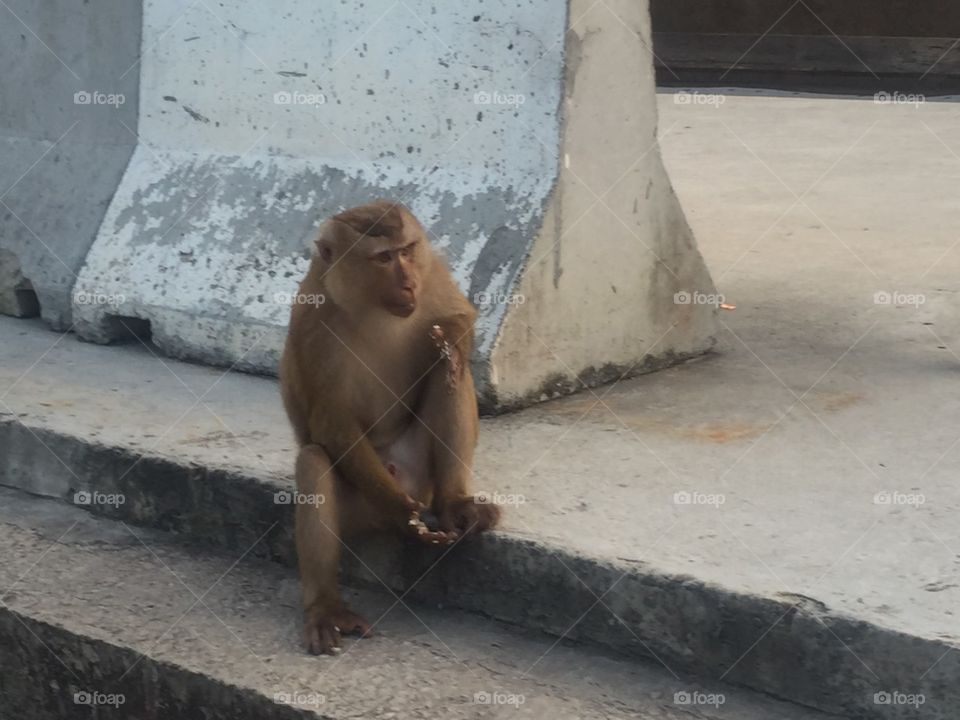 Thailand and monkey