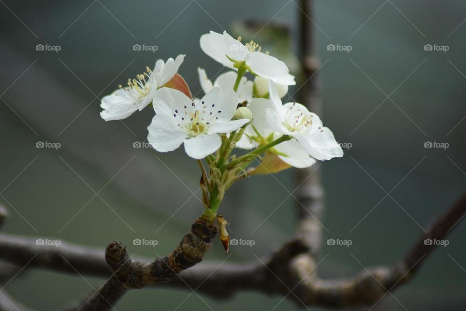 Pear blossoms typically grow in clusters of 5 to 7 blooms and average 2 to 3 centimeters in diameter, comprised of five petals with several filaments