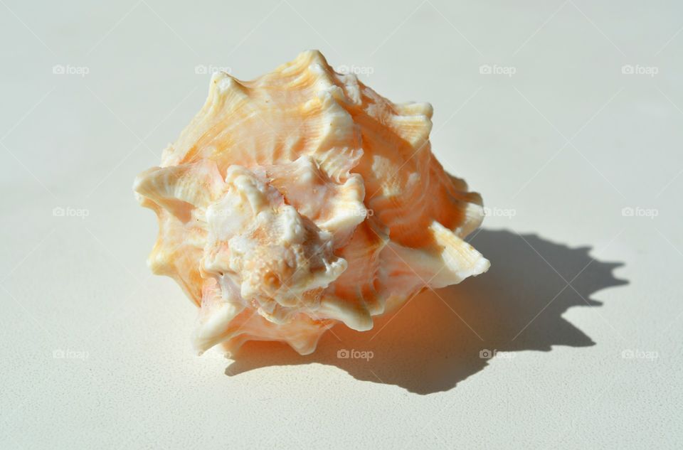 Spiked seashell on white background