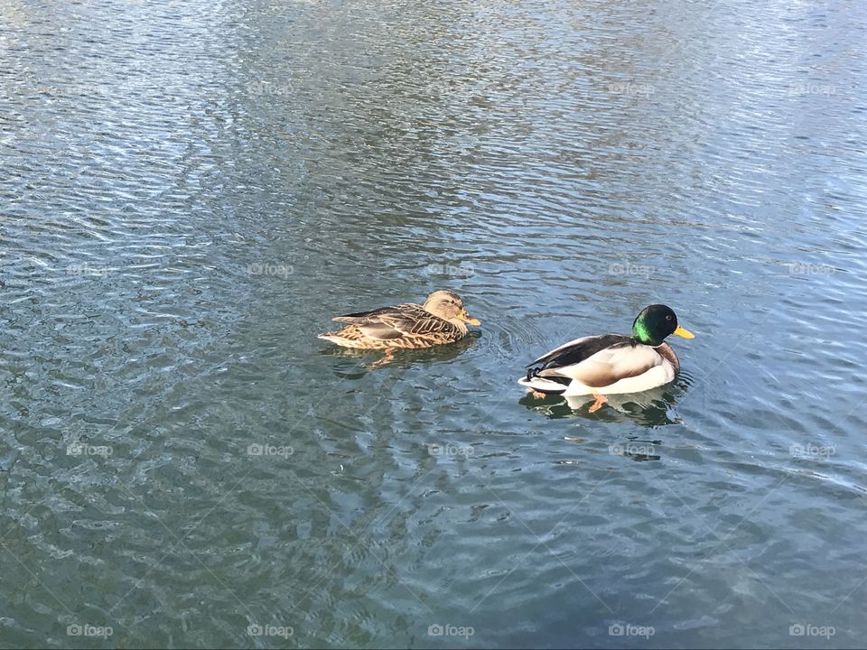 Duck friends 