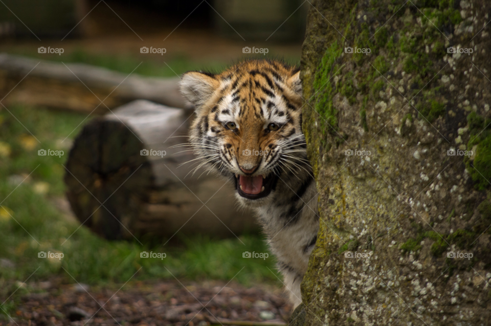 colourful tiger cheeky africa by gaillewisbraznell