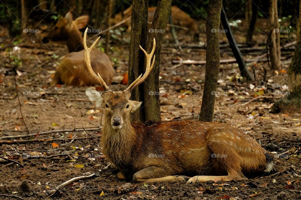 Deer in forest