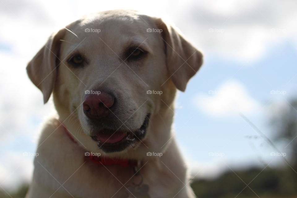 Dog looking away