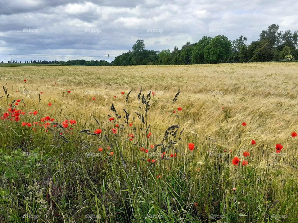 the grain sways in the strong wind