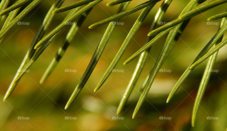 Closeup on spruce needles
