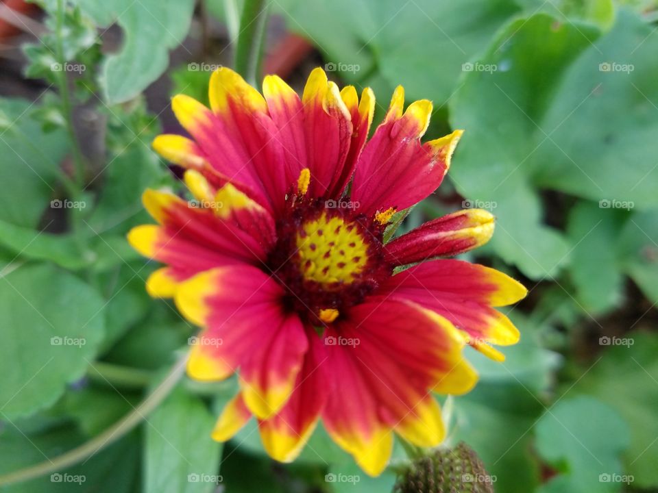 Vibrantly colored flower