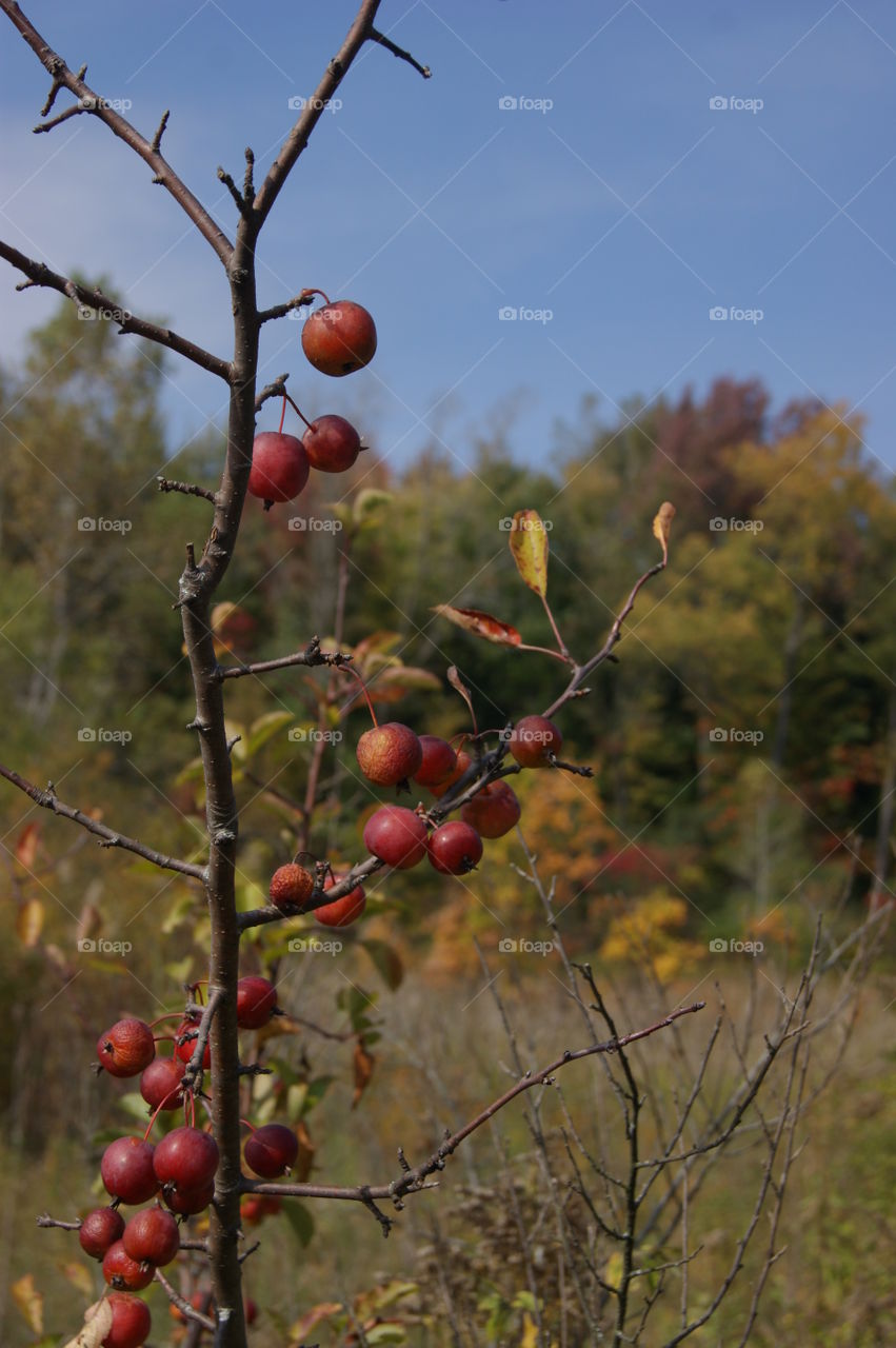 Close-up of cherry