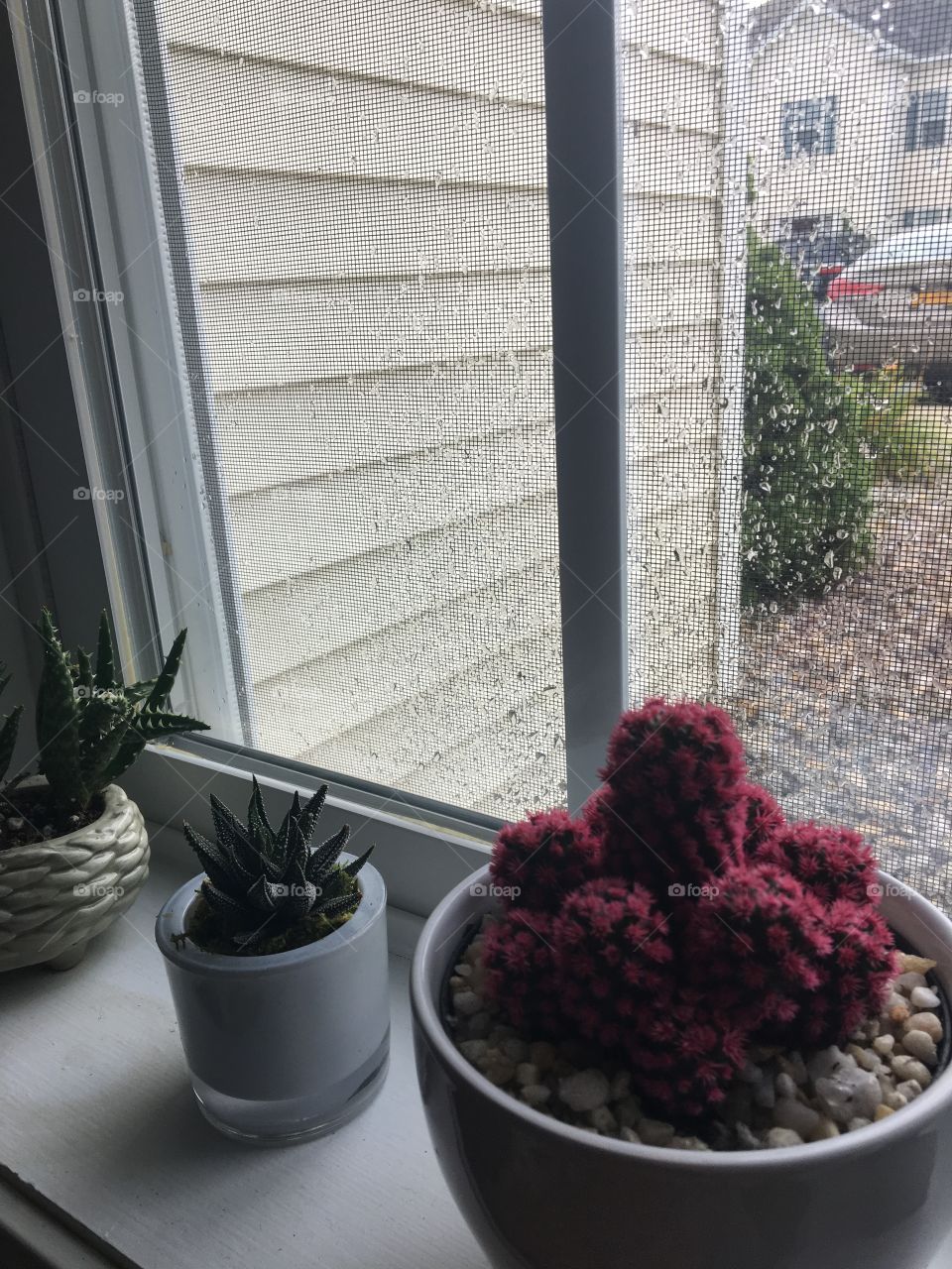 Plants on the window sill
