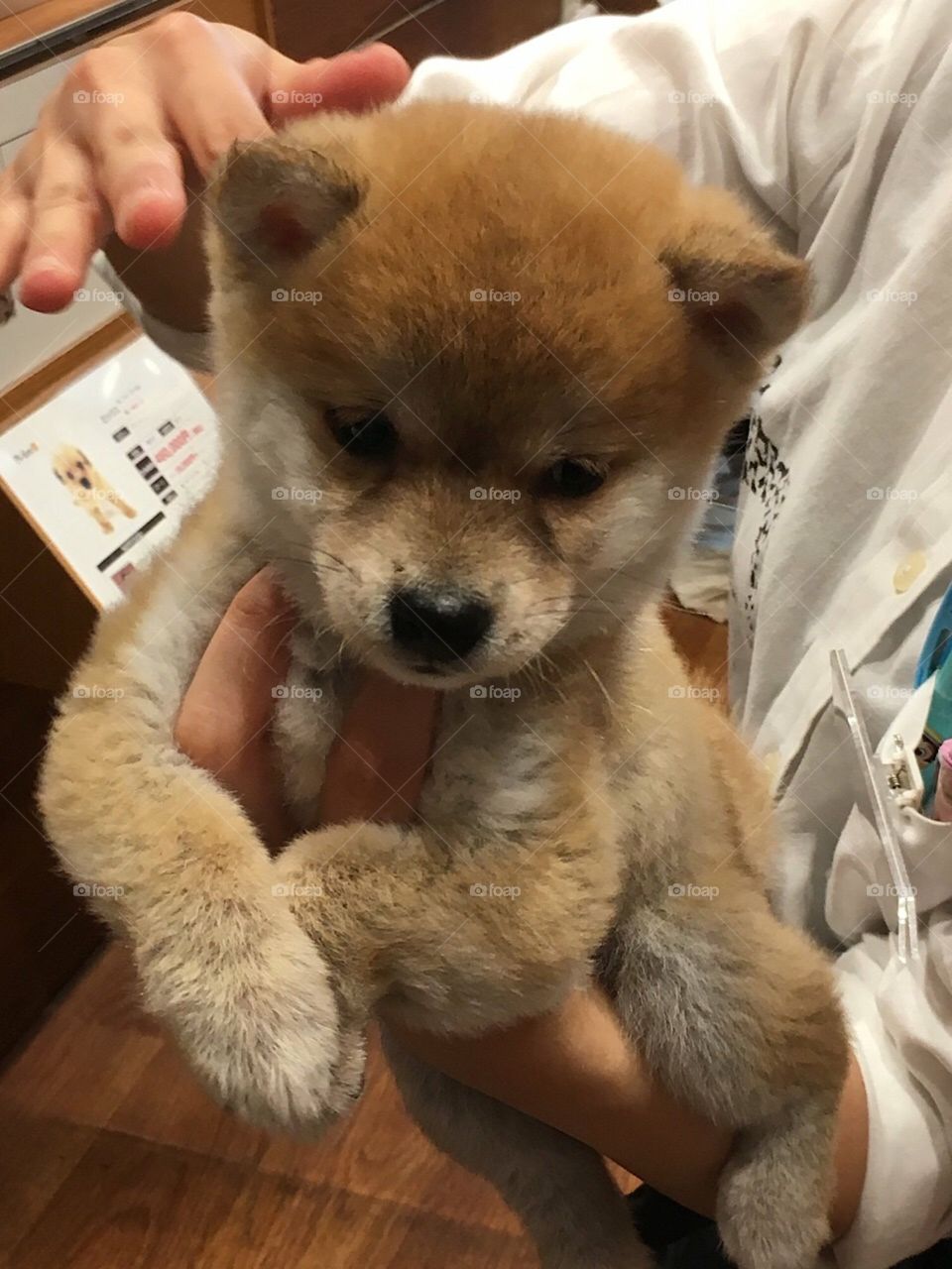 Shiba inu