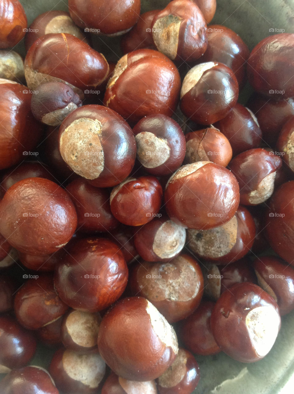 autumn brown mission4 chestnuts by fie_r_w