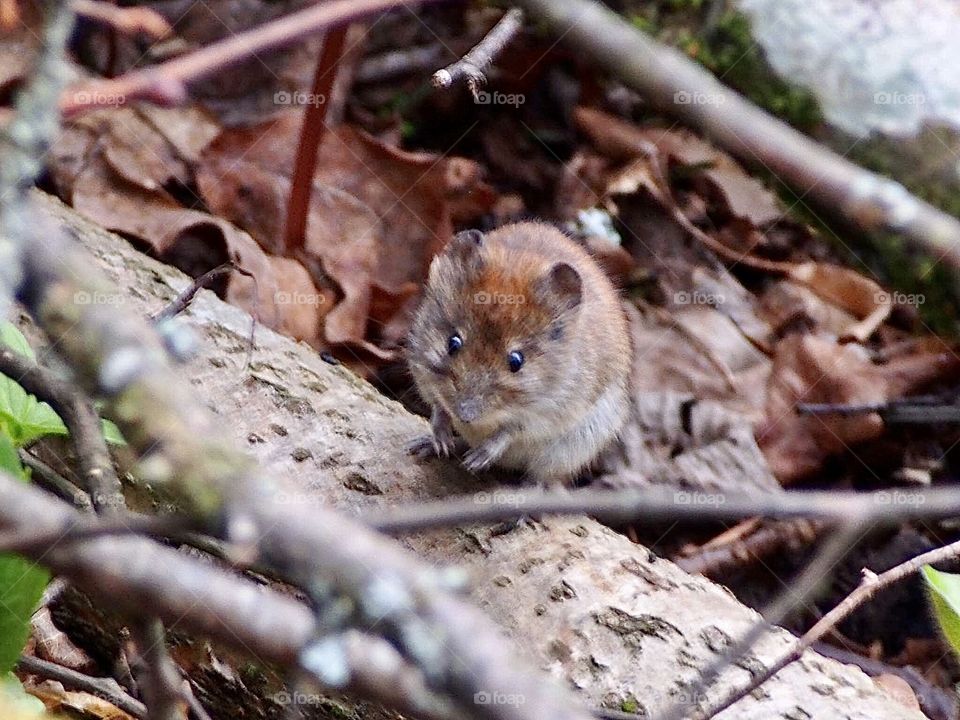 Forest in the evening