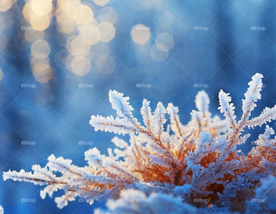 Frost on a tree branch