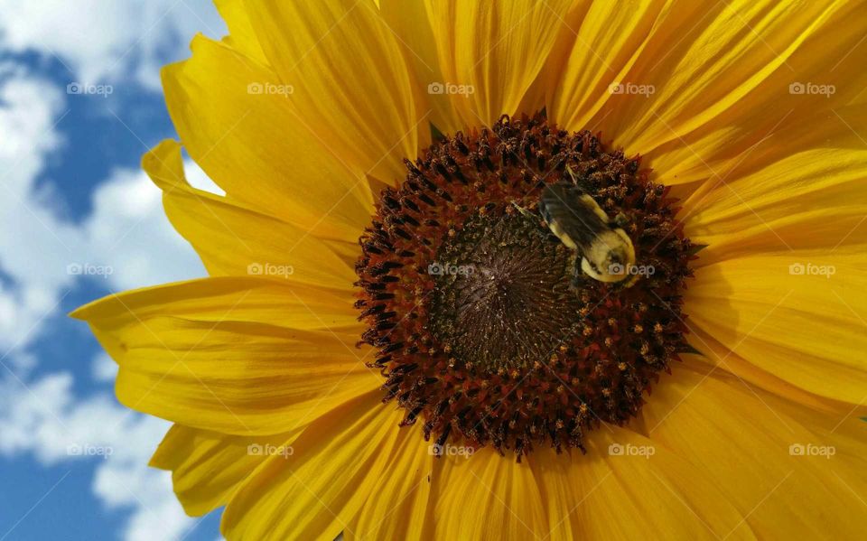 Bumblebee pollinating sunflower on clear sunny day.